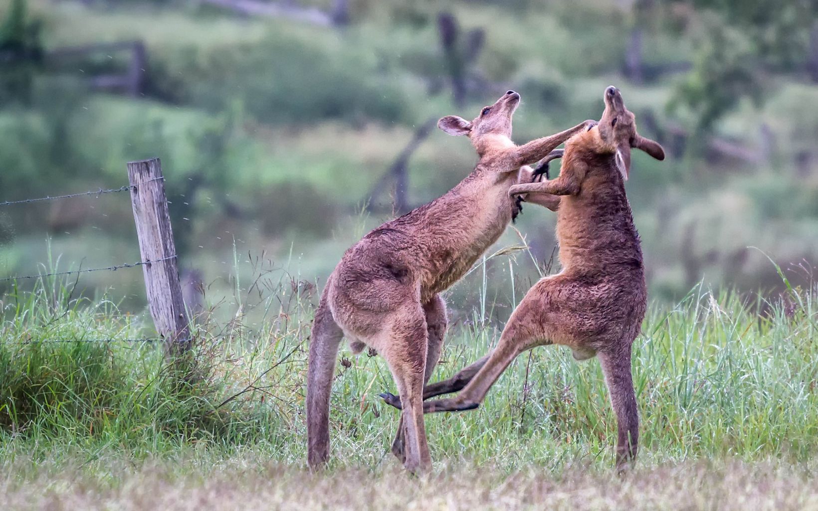 Two Eastern Grey Kangaroos (Macropus giganteus) do battle with powerful hind leg kicks and arm wrestling at Amberley, Queensland, Australia