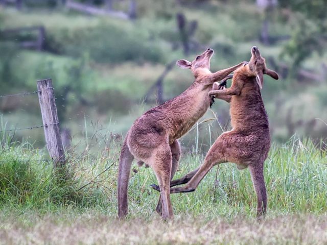 Two Eastern Grey Kangaroos (Macropus giganteus) do battle with powerful hind leg kicks and arm wrestling at Amberley, Queensland, Australia.