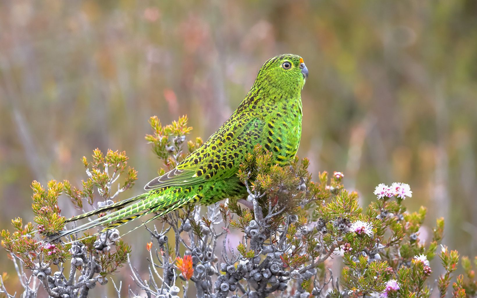 Eastern Ground Parrot has had much of its habitat destroyed by Australia's disastrous bushfire season in 2019/2020 that burnt 10 million hectares of habitat © Chris Young