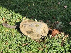Eastern Long-necked Turtle