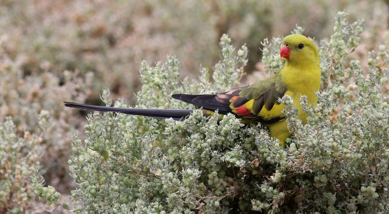 Eastern Regent Parrot