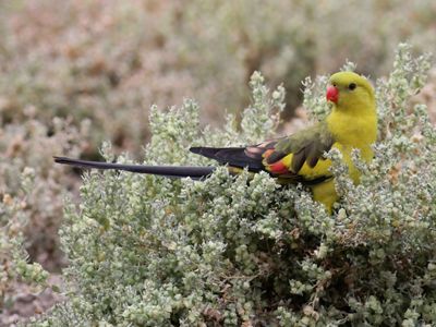 shows off its colors