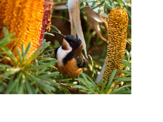 Photographed at Canberra Botanical Gardens