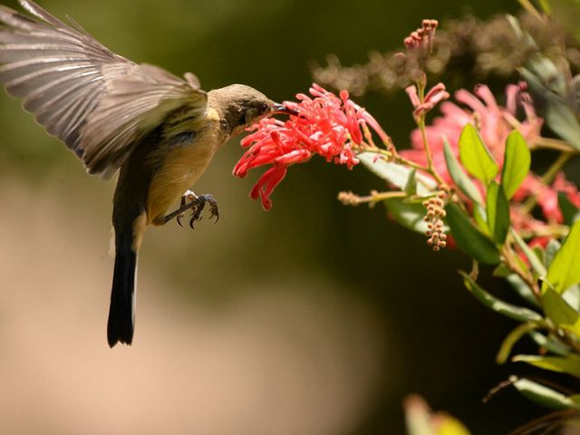 drinking nectar