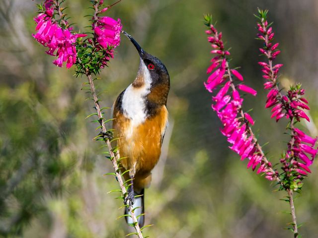 drinking nectar