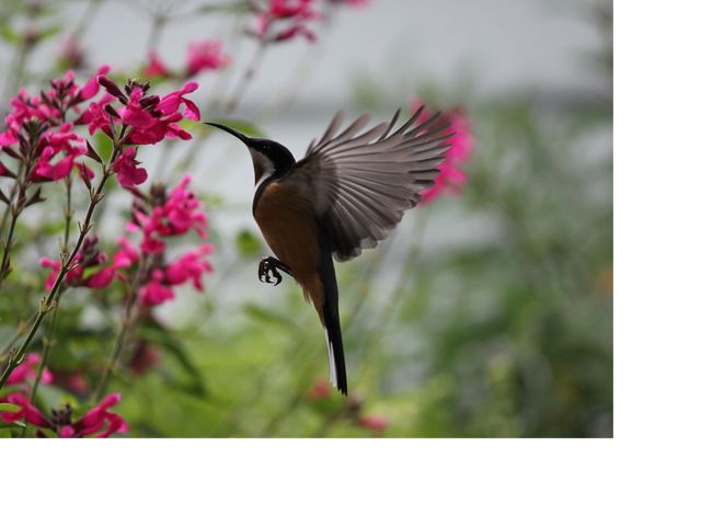 fluttering over some flowers