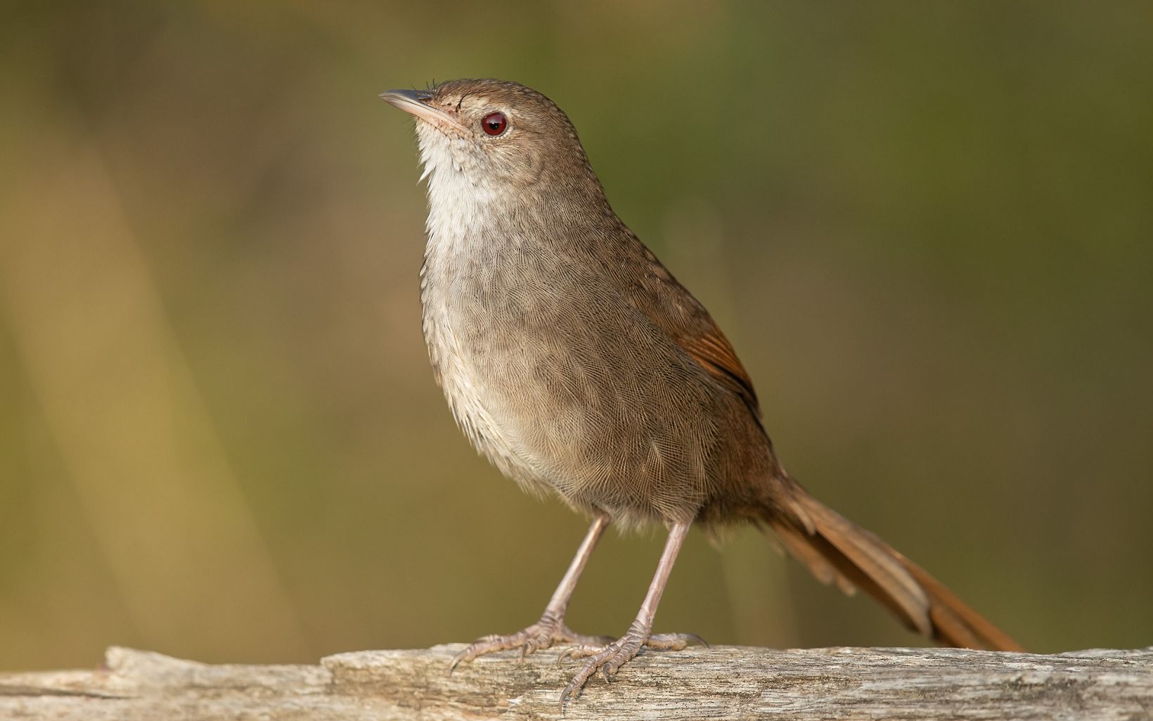 Eastern Bristlebird listed as Endangered, has had much of its habitat destroyed by Australia's disastrous bushfire season in 2019/2020 that burnt 10 million hectares of habitat © J.J. Harrison, Wikimedia Commons