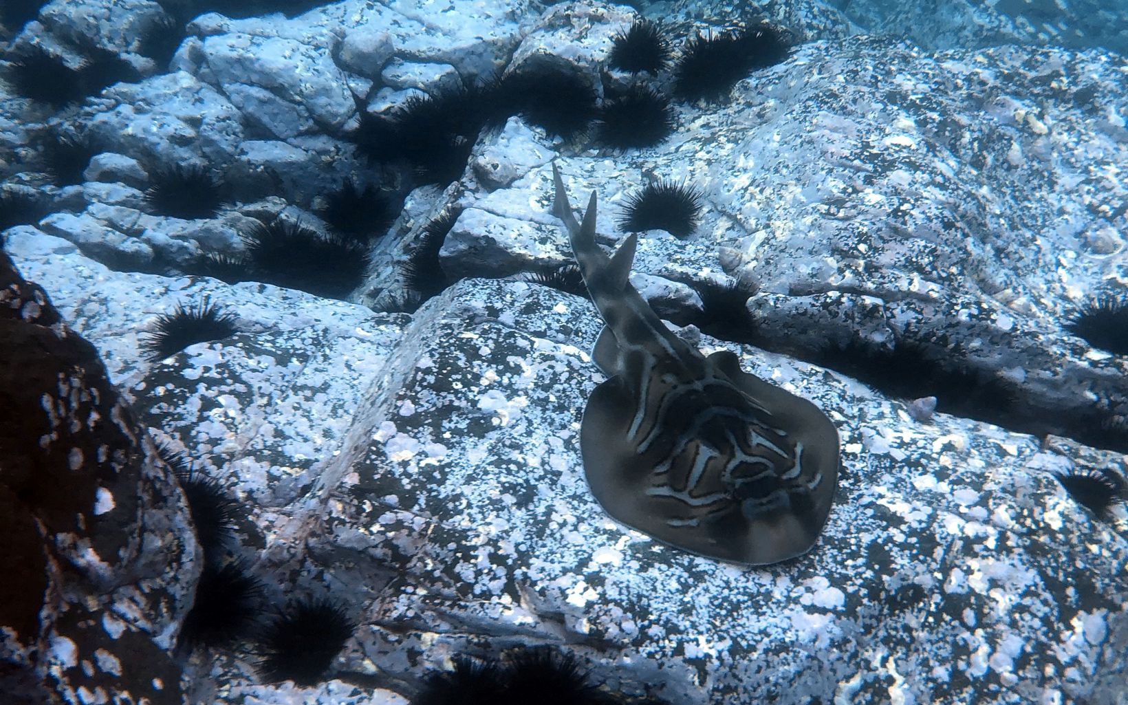 An Eastern Fiddle Ray  resting within an Urchin-barren rocky shore off the coast of Narooma. © Francisco Martinez Beana