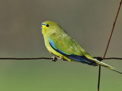 shows off its bright colors