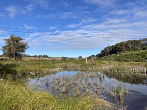 Wetland restoration is taking place on farmland in New Zealand.