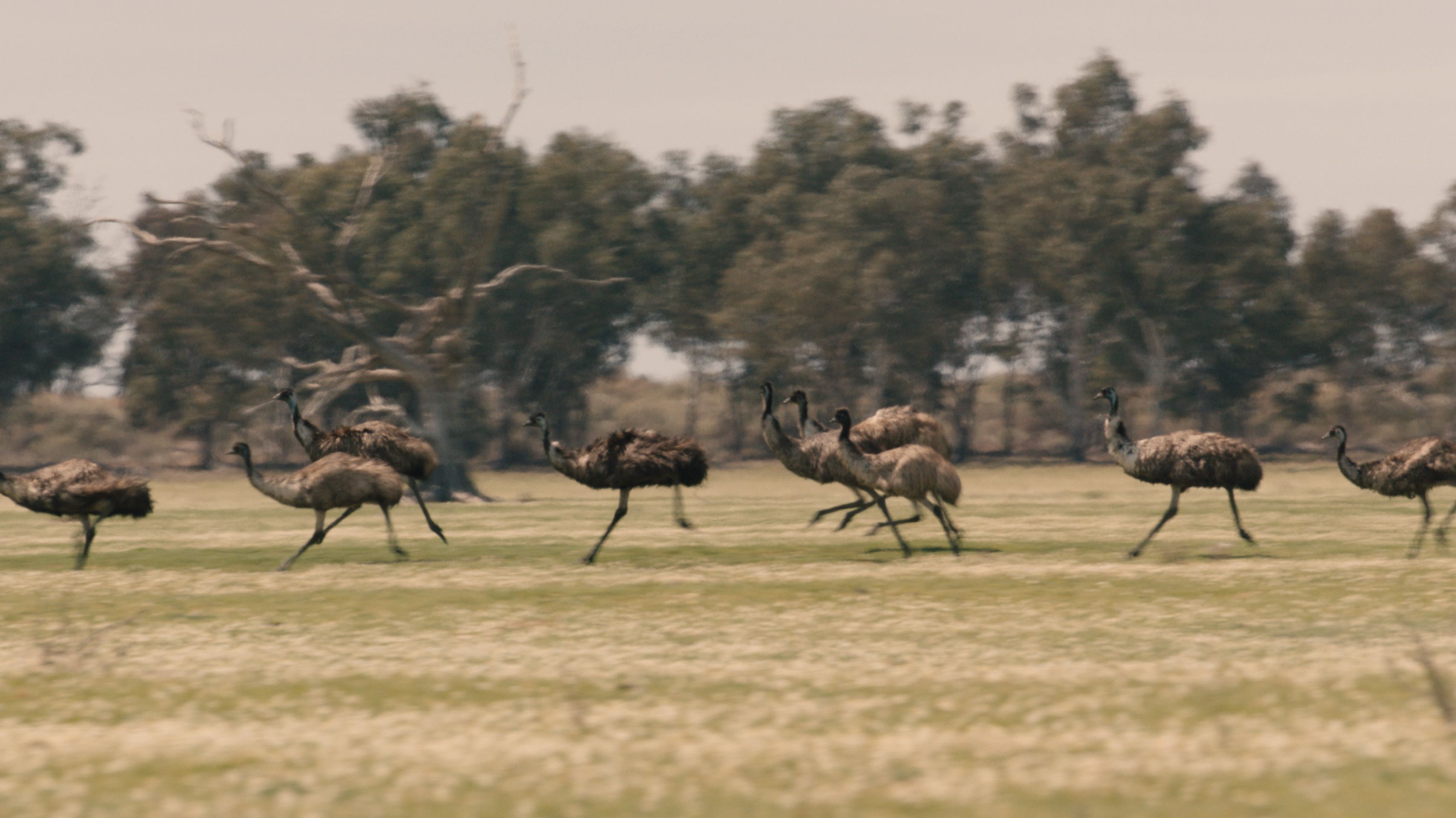 A flock of emu running across grassland.