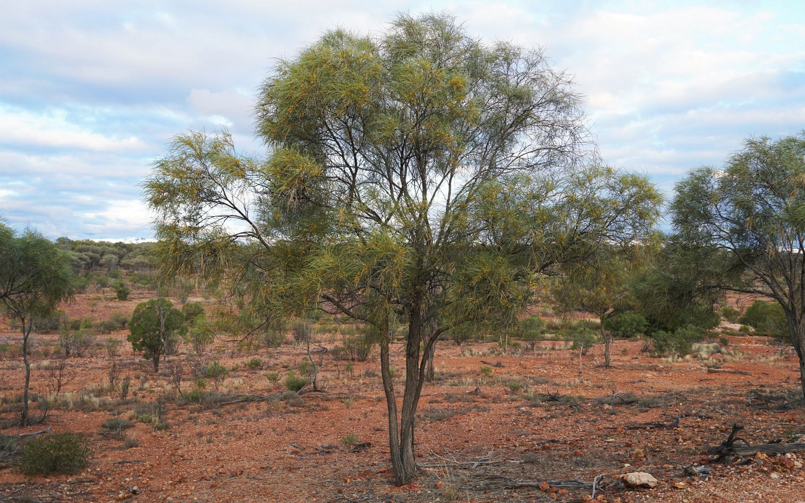The Endangered Lancewood is found at 5 locations and is known from only two other unprotected places in NSW. © Michael Pennay/NSWP