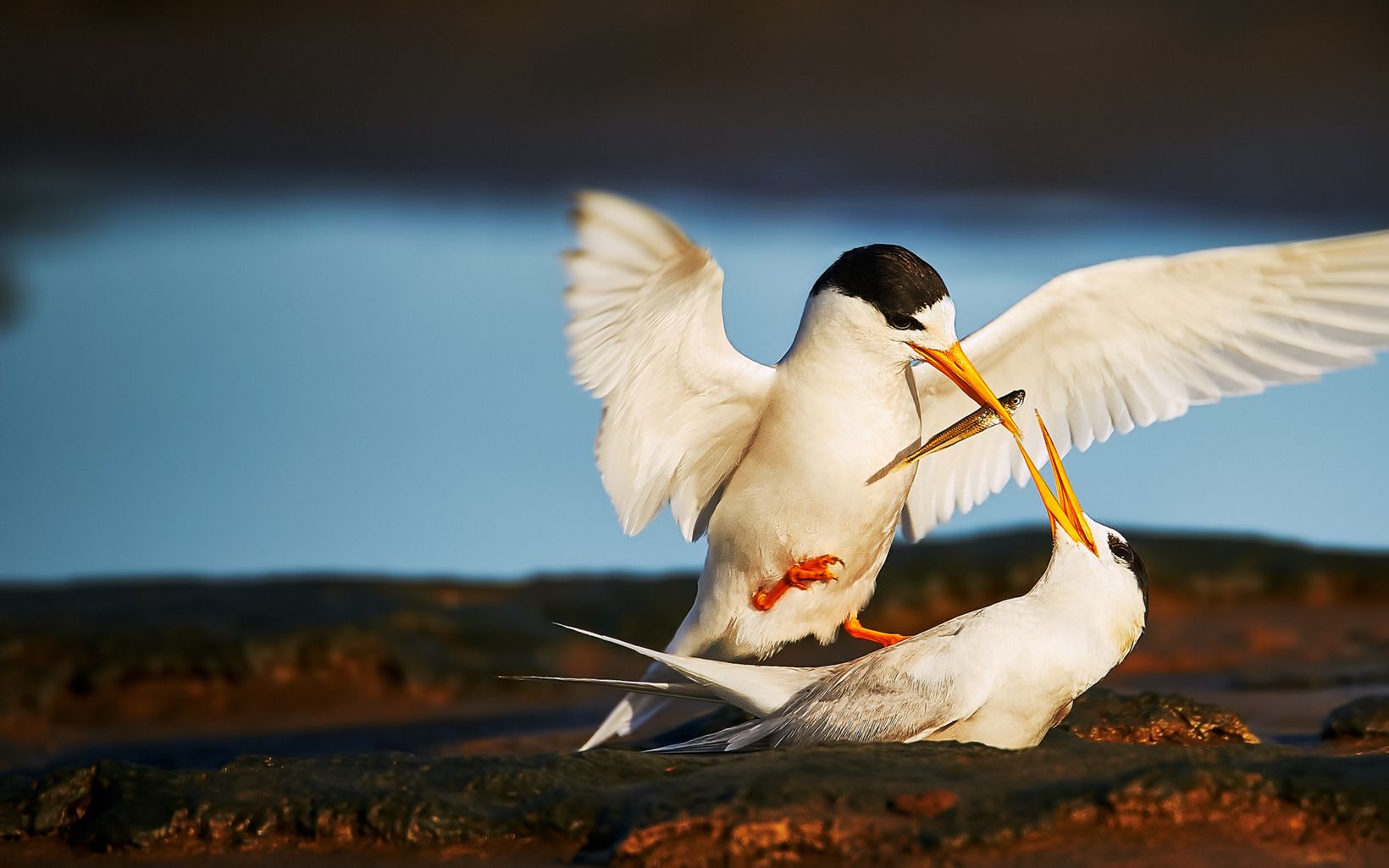 Fairy terns Research shows that its numbers have been decreasing rapidly throughout its range © Les Imgrund