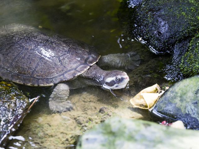 This freshwater turtle is well known for its ability to breathe through its bum.