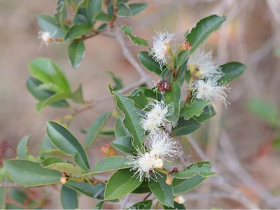 Flowers of magenta Lily Pilly