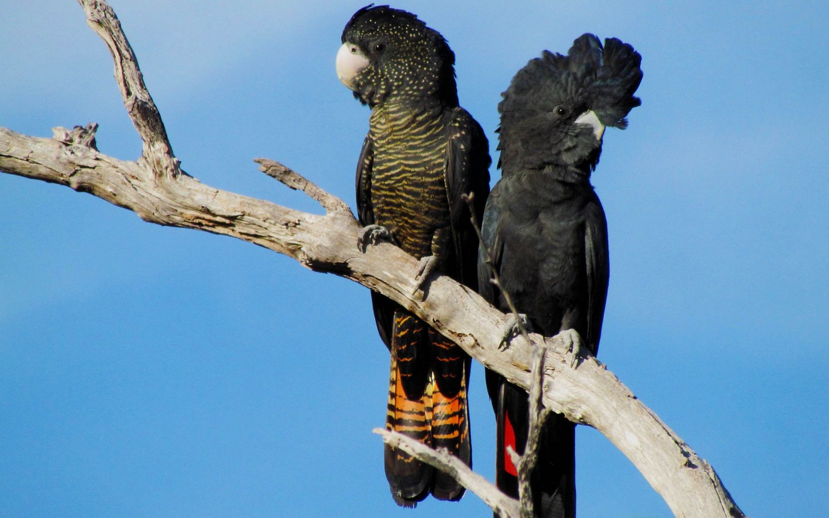 are large black cockatoos that are native to Australia.
