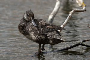 Freckled Duck