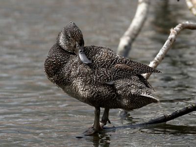 Freckled_Duck