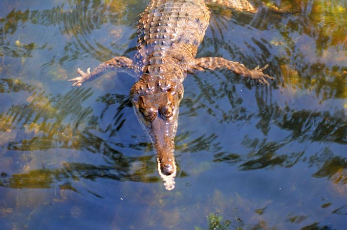 Freshwater Crocodile