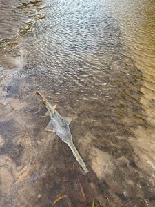 A sawfish in shallow water.