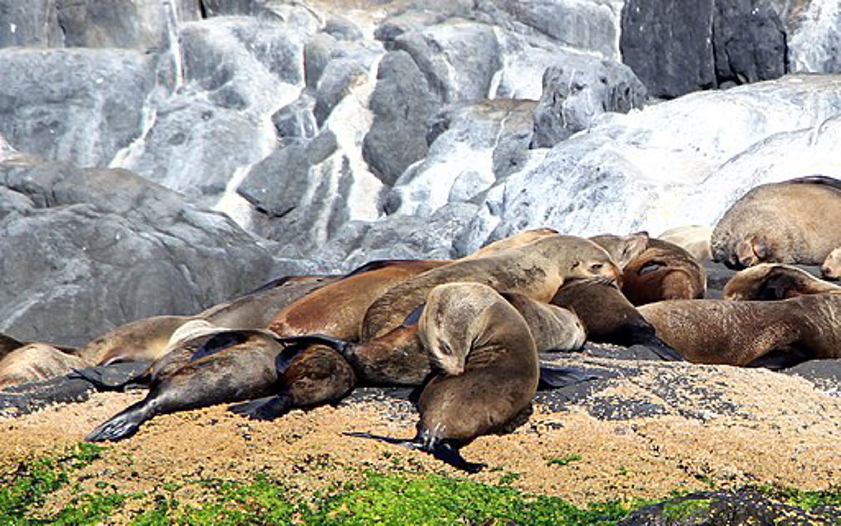 Australian fur seals basking on Montague Island near Narooma © Sleepyspecs