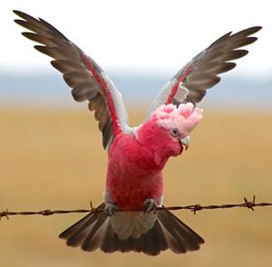 Cockatoos of Australia