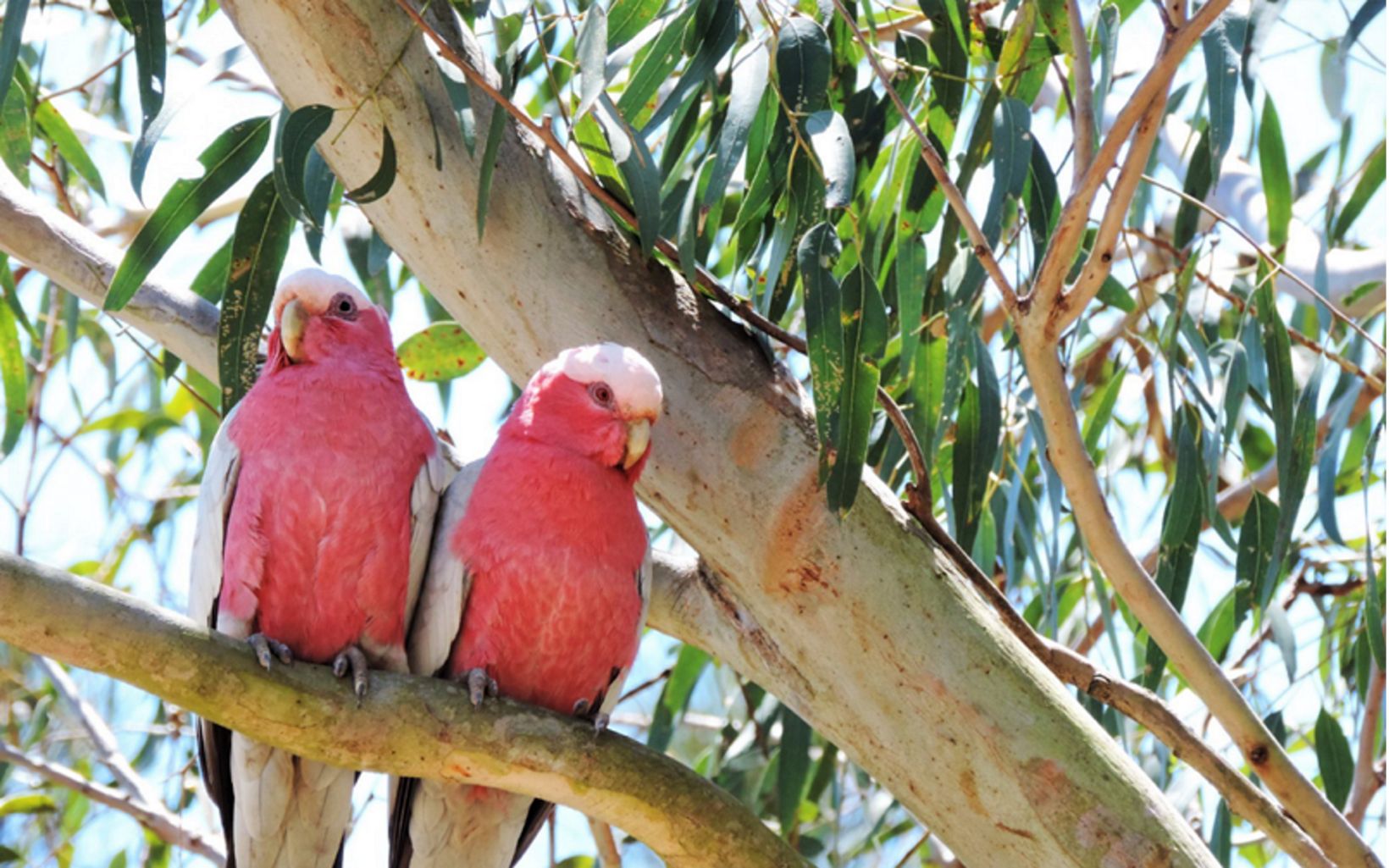 Galahs in a gum tree Ubiquitous Australian natives like Galahs love gum trees for their gumnuts and for the hollows in which they make their nests © Photo contest 2017/TNC Australia