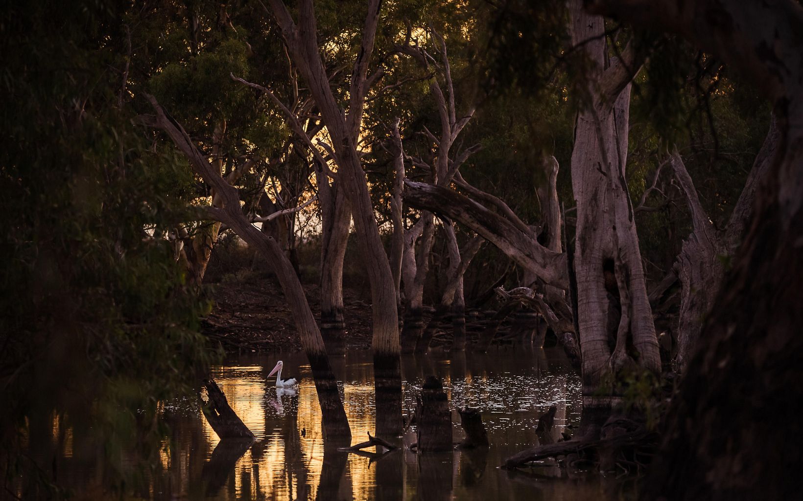 Pollen Creek, Gayini Australian Pelican and sacred canoe scar tree © Annette Ruzicka