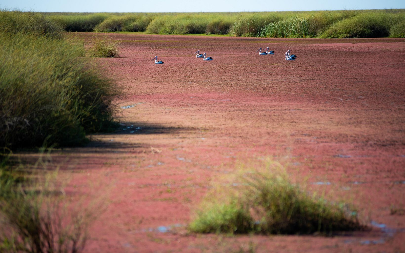 Australian Pelicans float among the pink water plants at Suicide Bank, Gayini © Annette Ruzicka