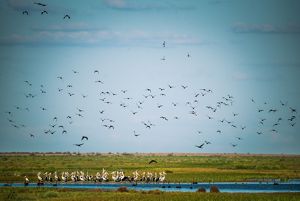Wide view of a marsh with birds flying.