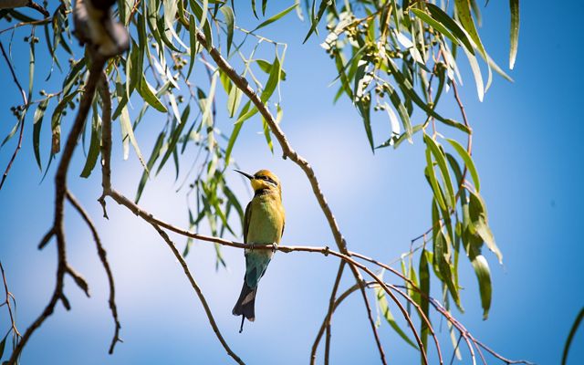 A yellow bird (rainbow bee-eater) sits on a tree branch against a blue sky.