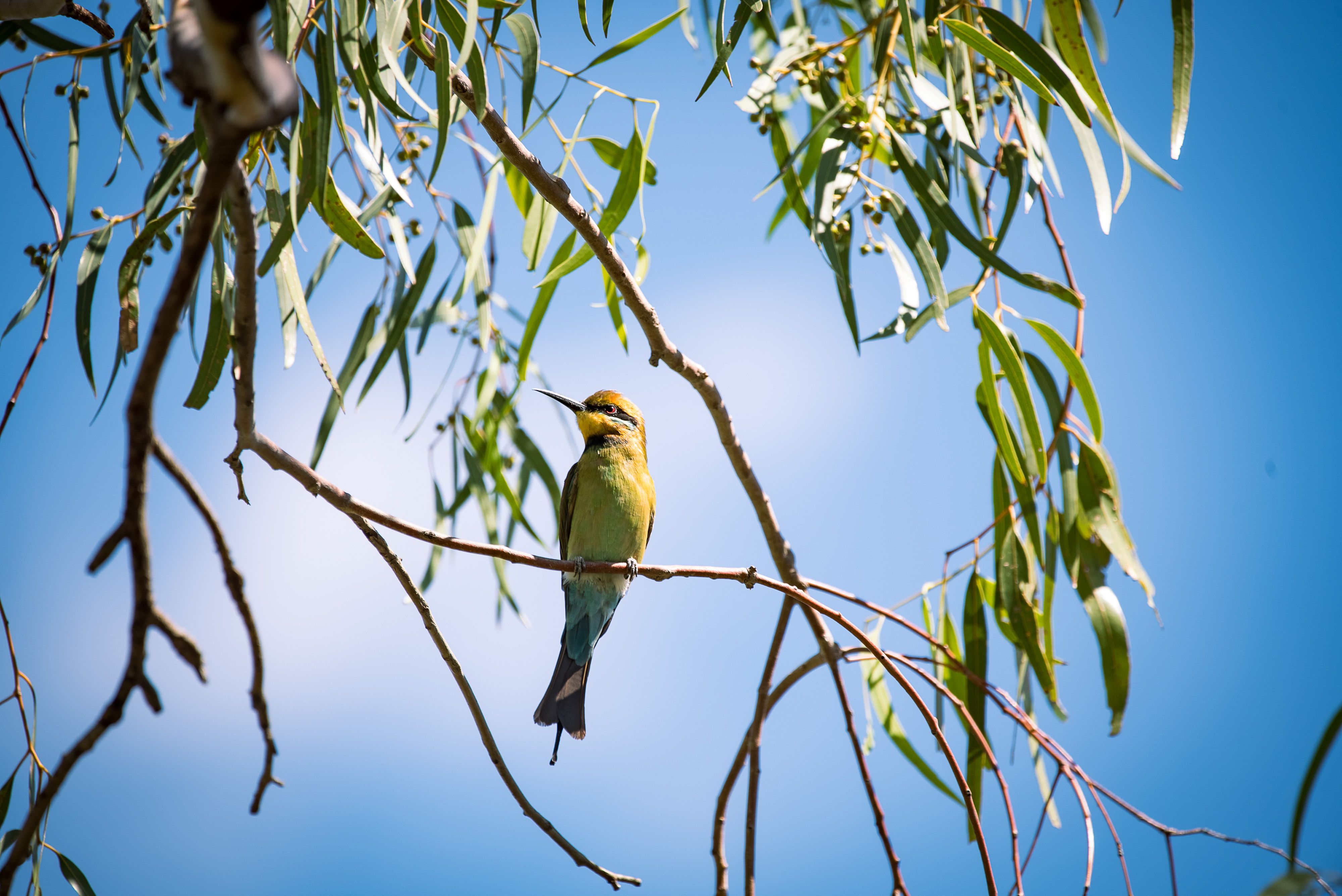 A view from below of a small bird in a eucalyptus tree.