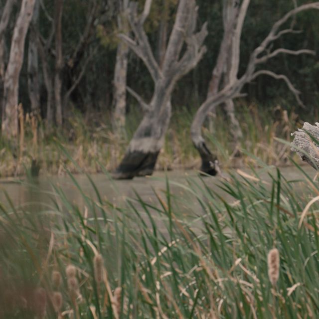 Murray-Darling Basin wetlands