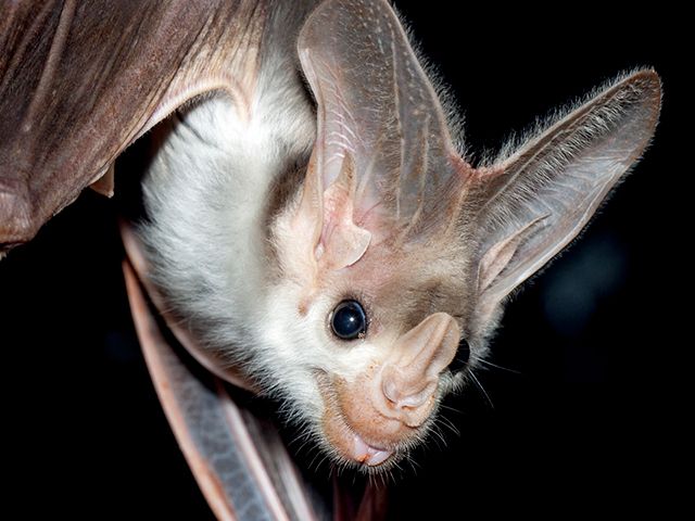 is Australia’s largest carnivorous bat. 
