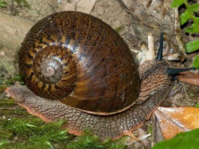 The size of a tennis ball, it's the largest species of land snail found in Australia