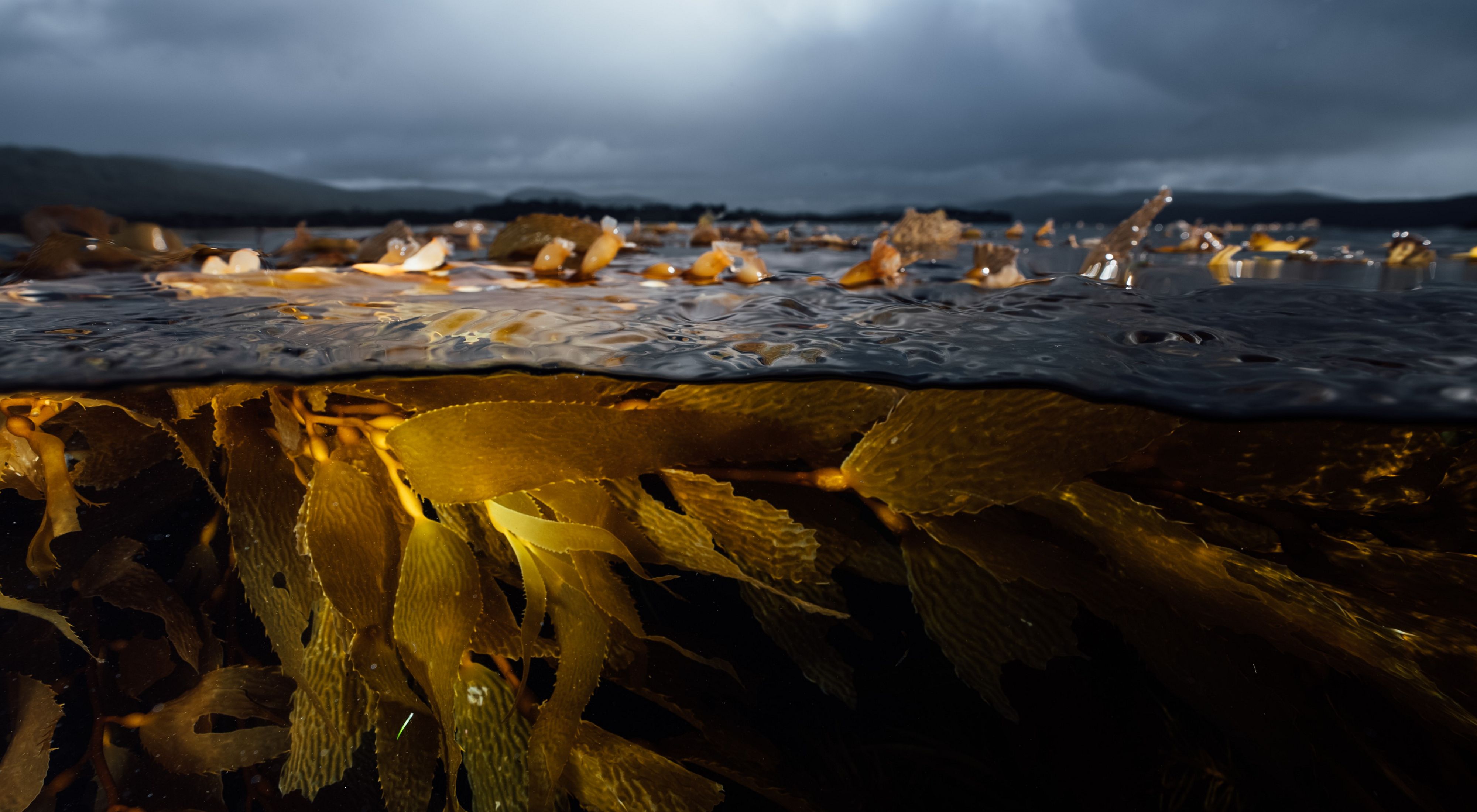 Giant Kelp, Tasmania