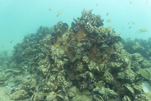 Mussels and oysters and fish thriving on and around a restored shellfish reef in Gippsland Lakes.