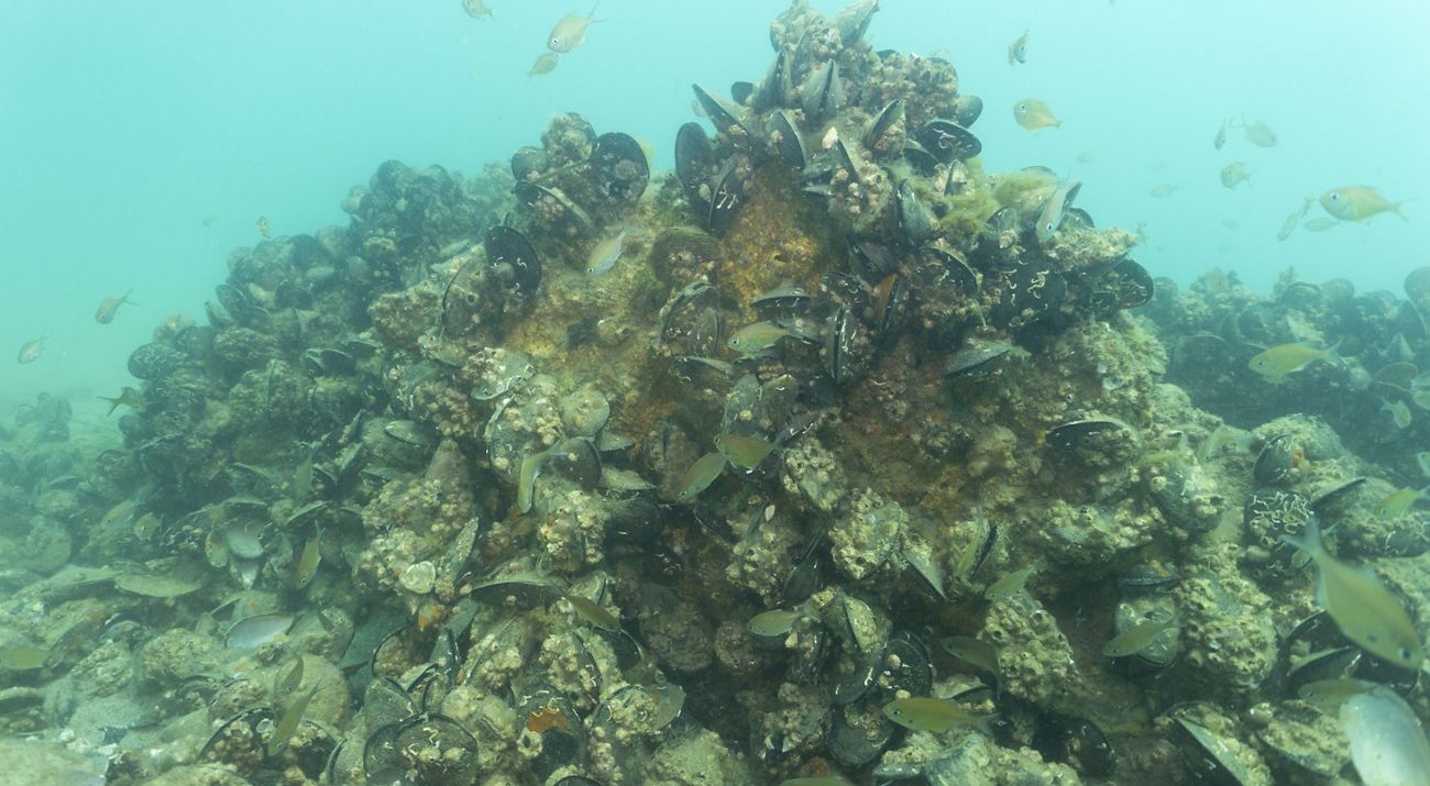 Cause for shell-ebration: UN recognised shellfish reefs thriving