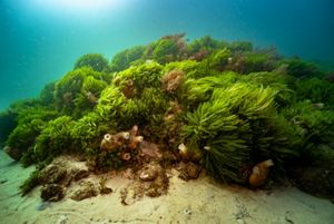 A thriving healthy shellfish reef