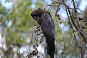 glossy black cockatoo endangered