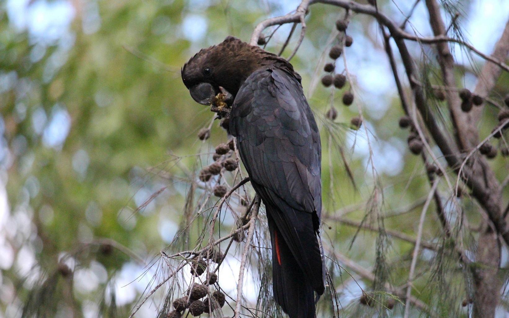 Glossy Black-cockatoo has had much of its habitat destroyed by Australia's disastrous bushfire season in 2019/2020 that burnt 10 million hectares of habitat © Calista Cameron