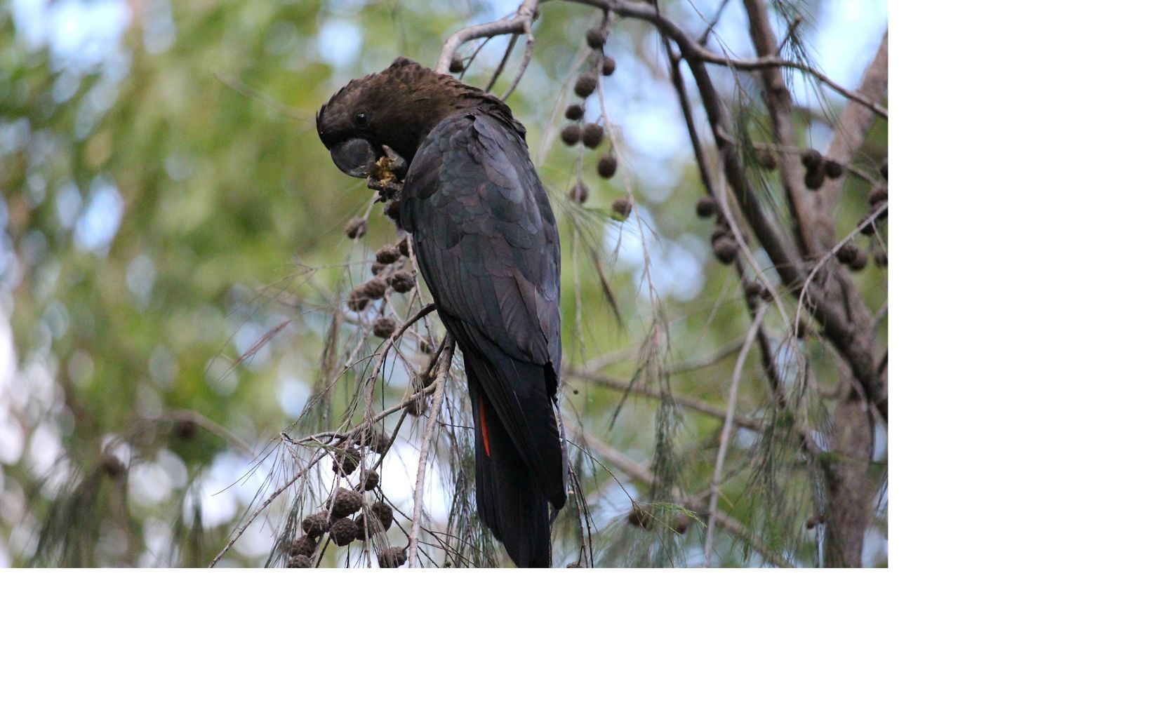Bushfire Recovery