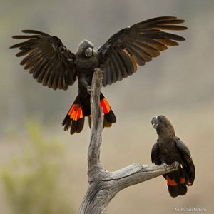 Glossy Black Cockatoos