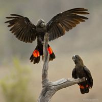 one of Australia’s rarest cockatoos. Flying in to drink during Australia's devastating bushfires of 2019/2020