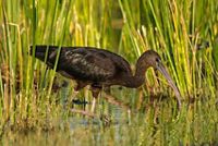 Glossy Ibis