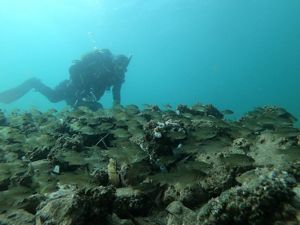 A school of fish and scuba diver swimming over rocks 
