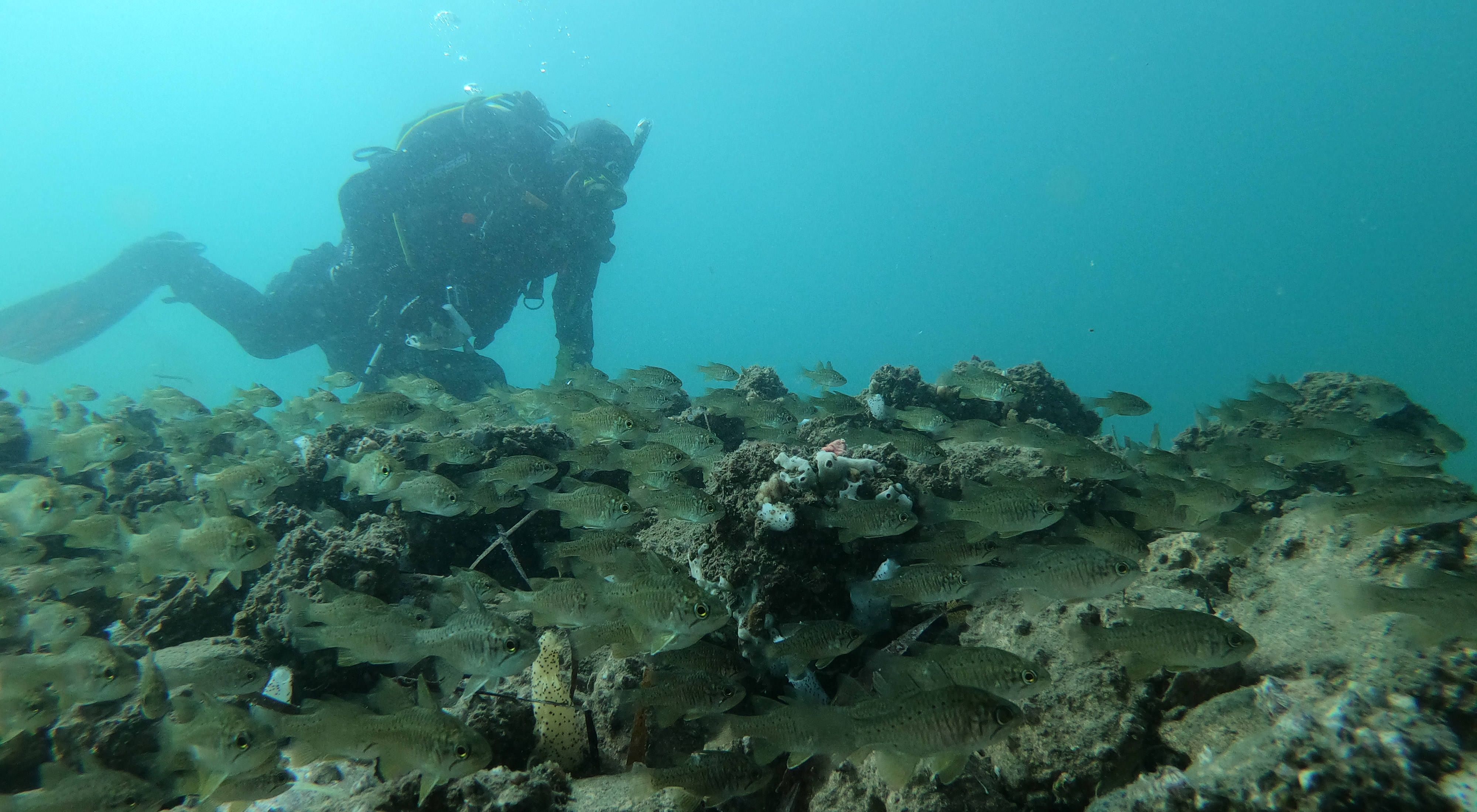 and a diver check out news reefs at Oyster Harbour, Albany