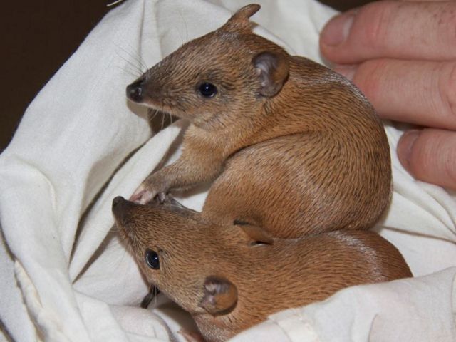 Golden bandicoots have long suffered from changes in fire regimes. They have been hunted by exotic predators such as feral cats.