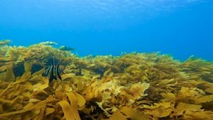 Restoring Kelp Forests in Port Phillip Bay