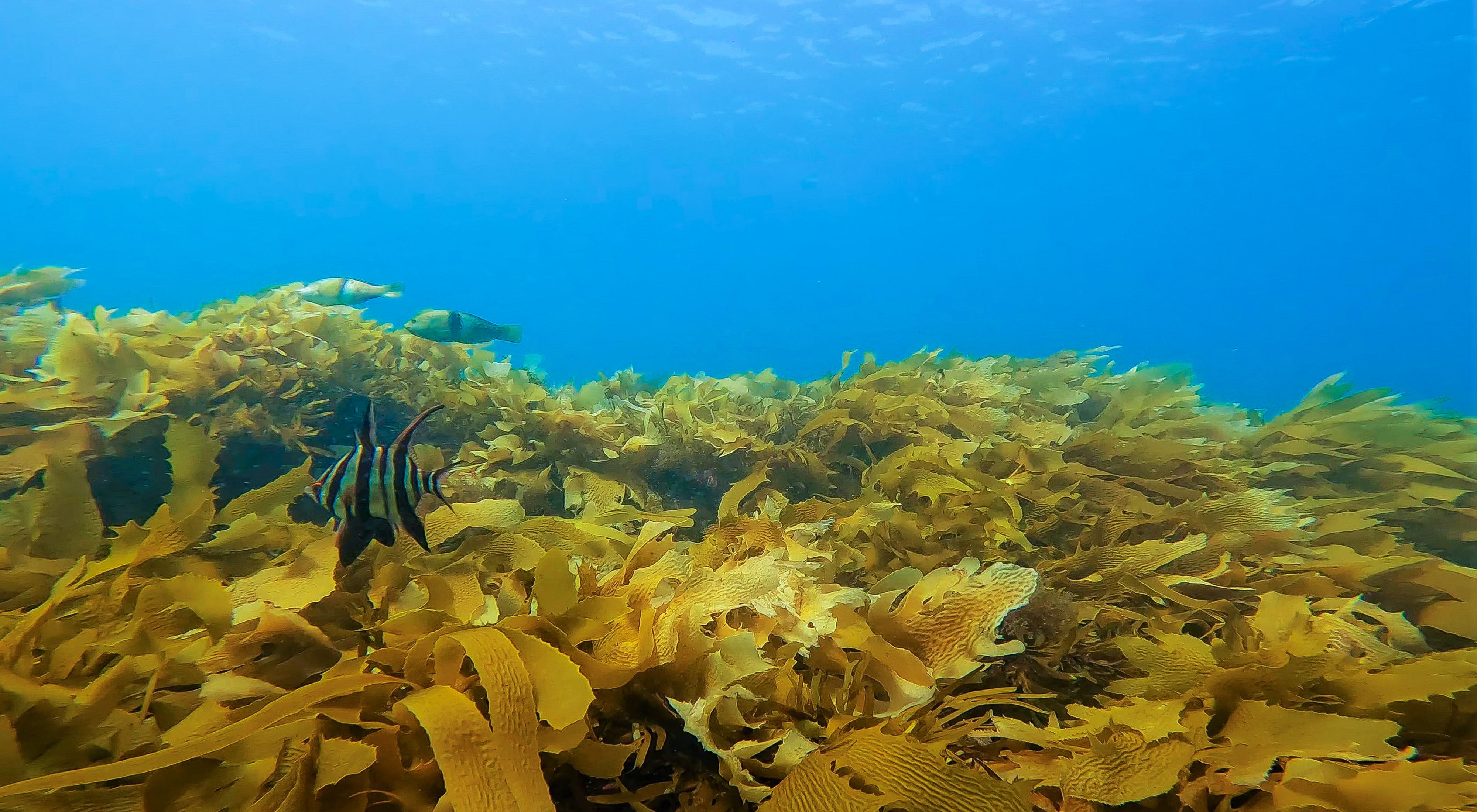 Restoring Kelp Forests in Port Phillip Bay